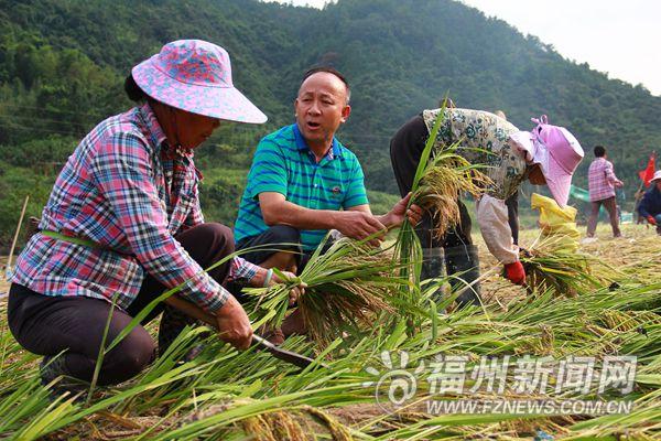 種植金線蓮有多少利潤_種植金線蓮賺錢嗎_種植金線蓮的效益如何