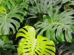 有哪些室內(nèi)大葉子的綠植，常見的有大葉綠蘿、龜背竹等