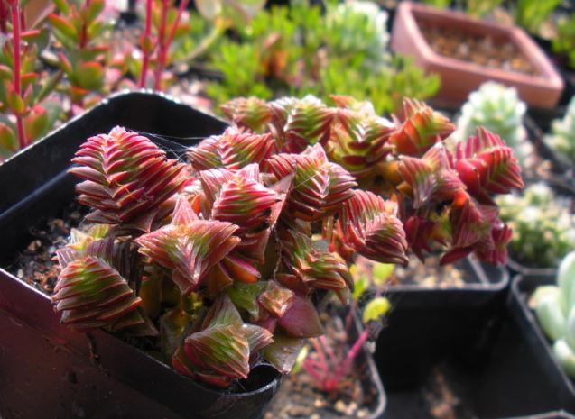 介紹多肉植物_植物多肉介紹標簽卡幼兒園_植物多肉介紹卡