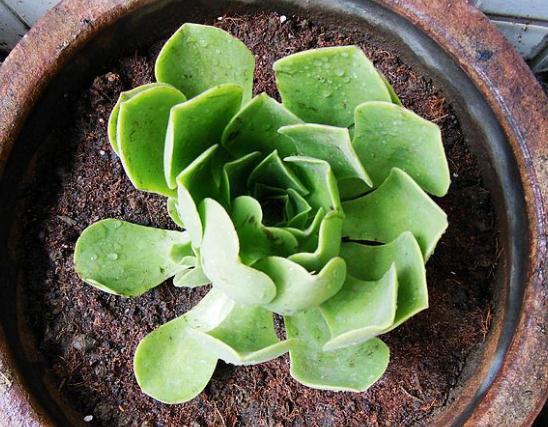 介紹多肉植物_植物多肉介紹卡_植物多肉介紹標簽卡幼兒園