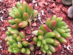 不知道養(yǎng)啥多肉植物？我整理了20種常見多肉！夠你養(yǎng)一陽臺了