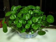 銅錢草的養(yǎng)護(hù)方法與爆盆技巧