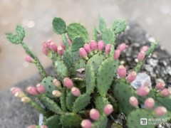 這些植物不可多澆水！黃葉爛根的原因就是它！養(yǎng)花不可不知！