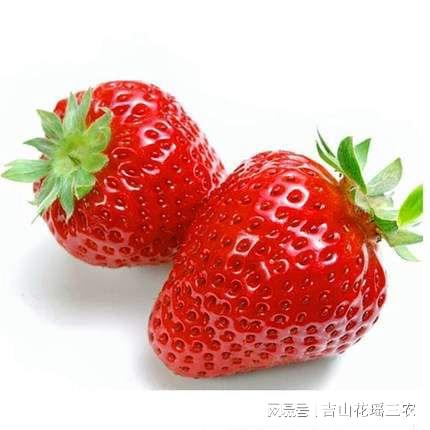 種植草莓管理技術(shù)要點_草莓種植與管理技術(shù)_大棚草莓的種植方法及管理技術(shù)
