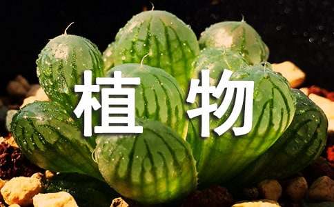 繁殖植物多肉圖片_多肉植物的繁殖_繁殖植物多肉怎么養