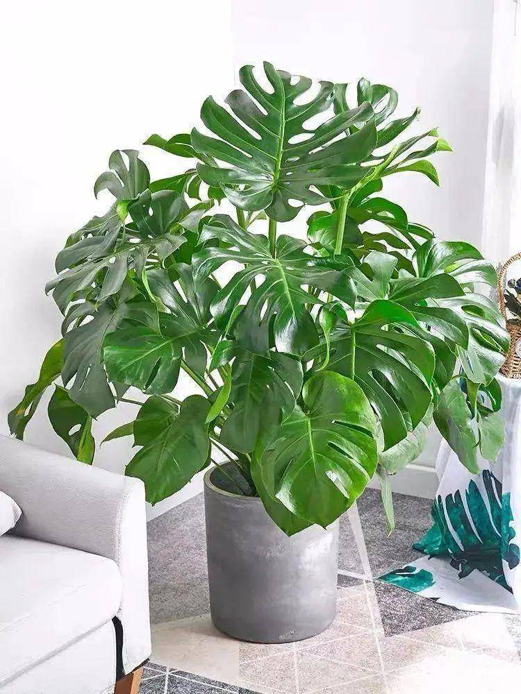 綠植大葉有斑點怎么回事_大葉綠植有哪些_大葉綠植有毒嗎