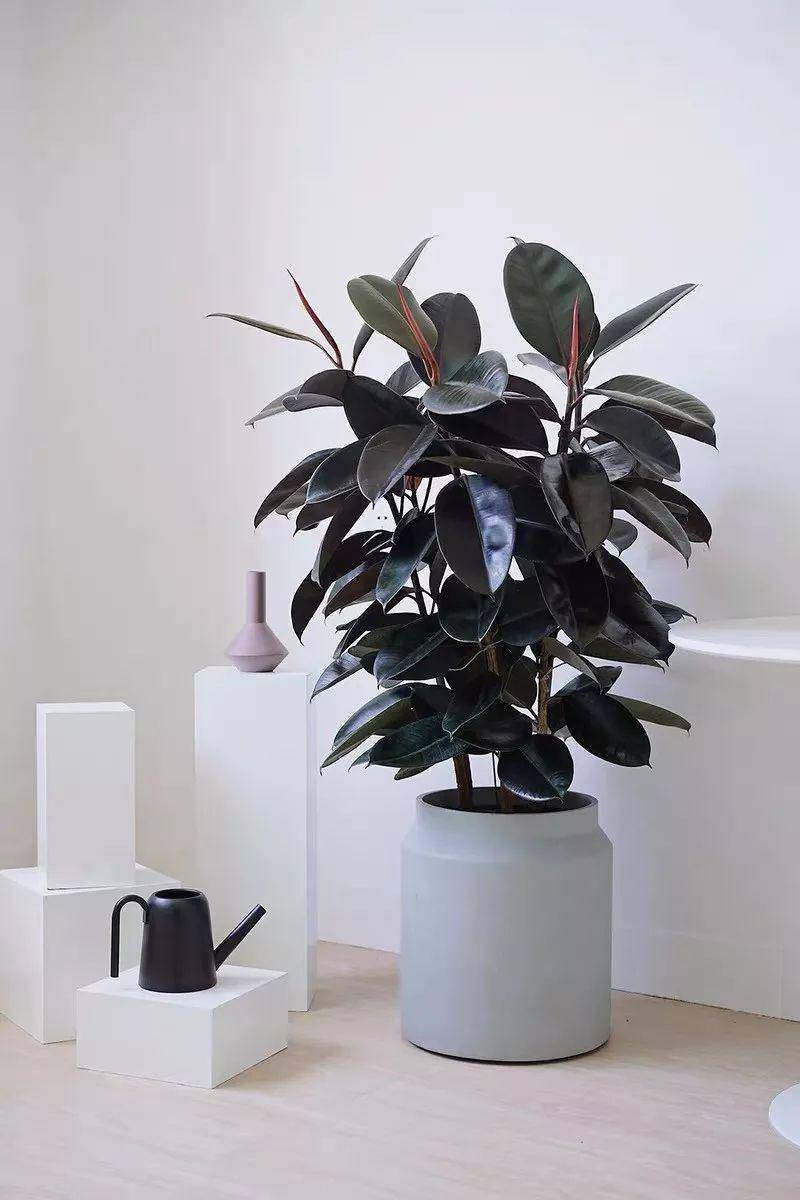 大葉綠植有哪些_綠植大葉有斑點怎么回事_大葉綠植有毒嗎