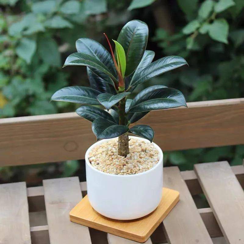 綠植大葉有斑點怎么回事_大葉綠植有哪些_大葉綠植有毒嗎