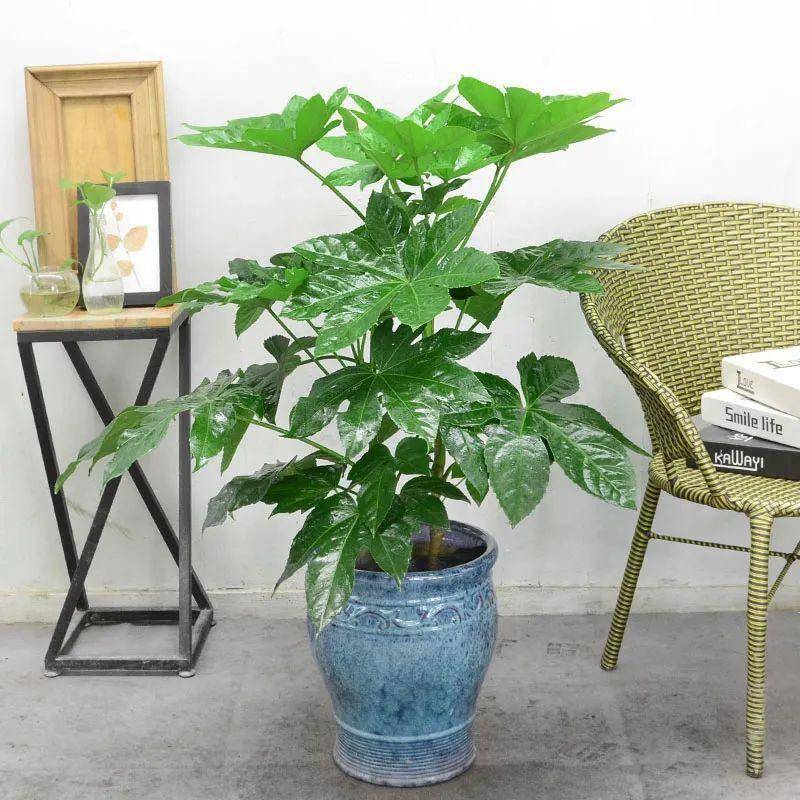 大葉綠植有毒嗎_綠植大葉有斑點怎么回事_大葉綠植有哪些