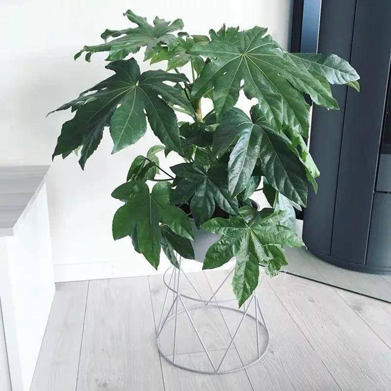 綠植大葉有斑點怎么回事_大葉綠植有哪些_大葉綠植有毒嗎
