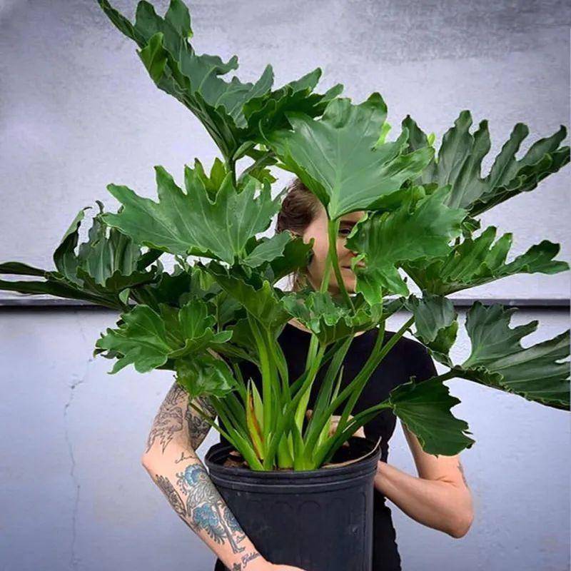 大葉綠植有哪些_綠植大葉有斑點怎么回事_大葉綠植有毒嗎