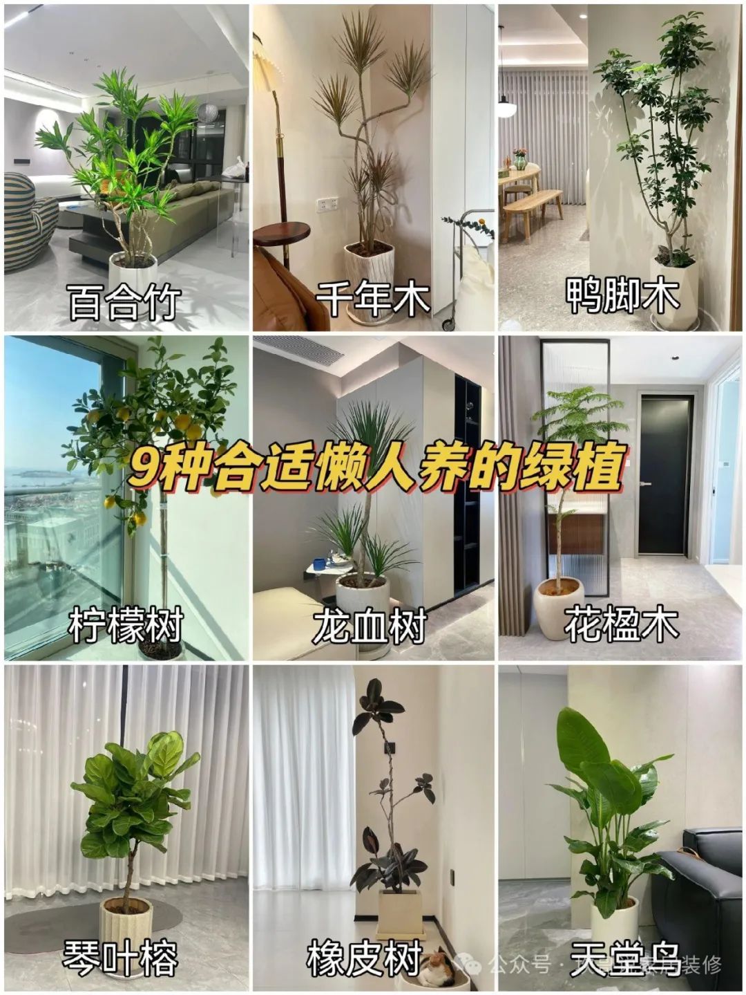 懶人養植物_最適合懶人養的綠植_養綠植適合懶人養嗎