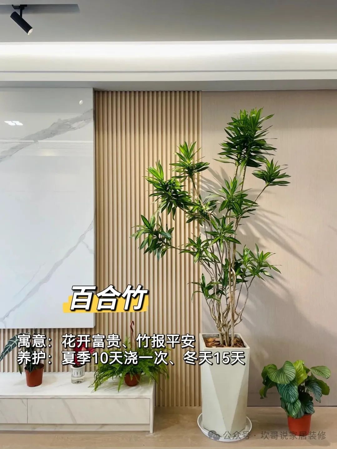 養綠植適合懶人養嗎_懶人養植物_最適合懶人養的綠植