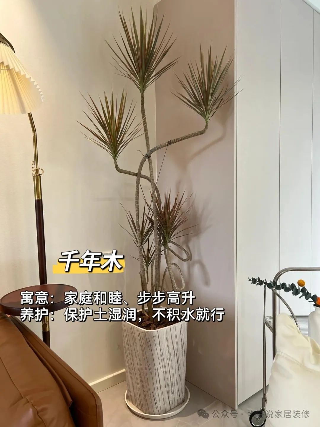 懶人養植物_最適合懶人養的綠植_養綠植適合懶人養嗎