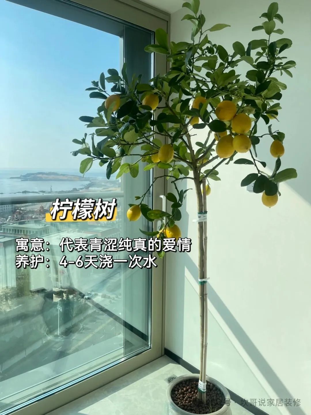 懶人養植物_最適合懶人養的綠植_養綠植適合懶人養嗎