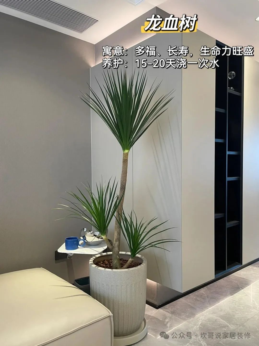 最適合懶人養的綠植_養綠植適合懶人養嗎_懶人養植物