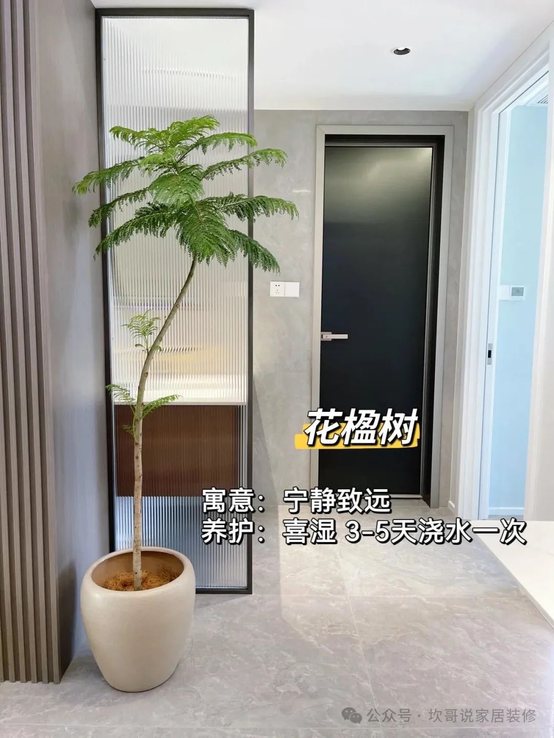 最適合懶人養的綠植_養綠植適合懶人養嗎_懶人養植物