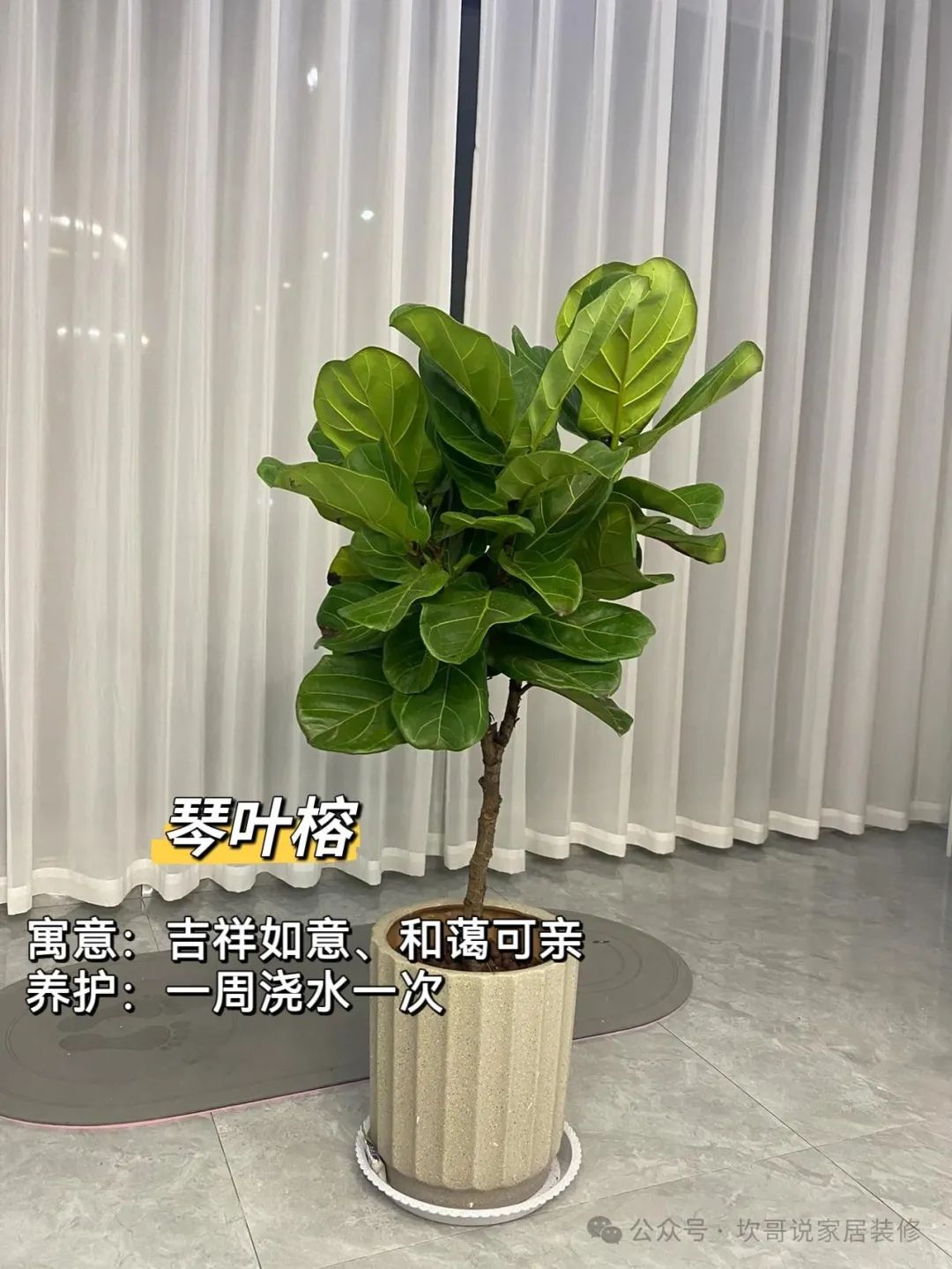 養綠植適合懶人養嗎_懶人養植物_最適合懶人養的綠植