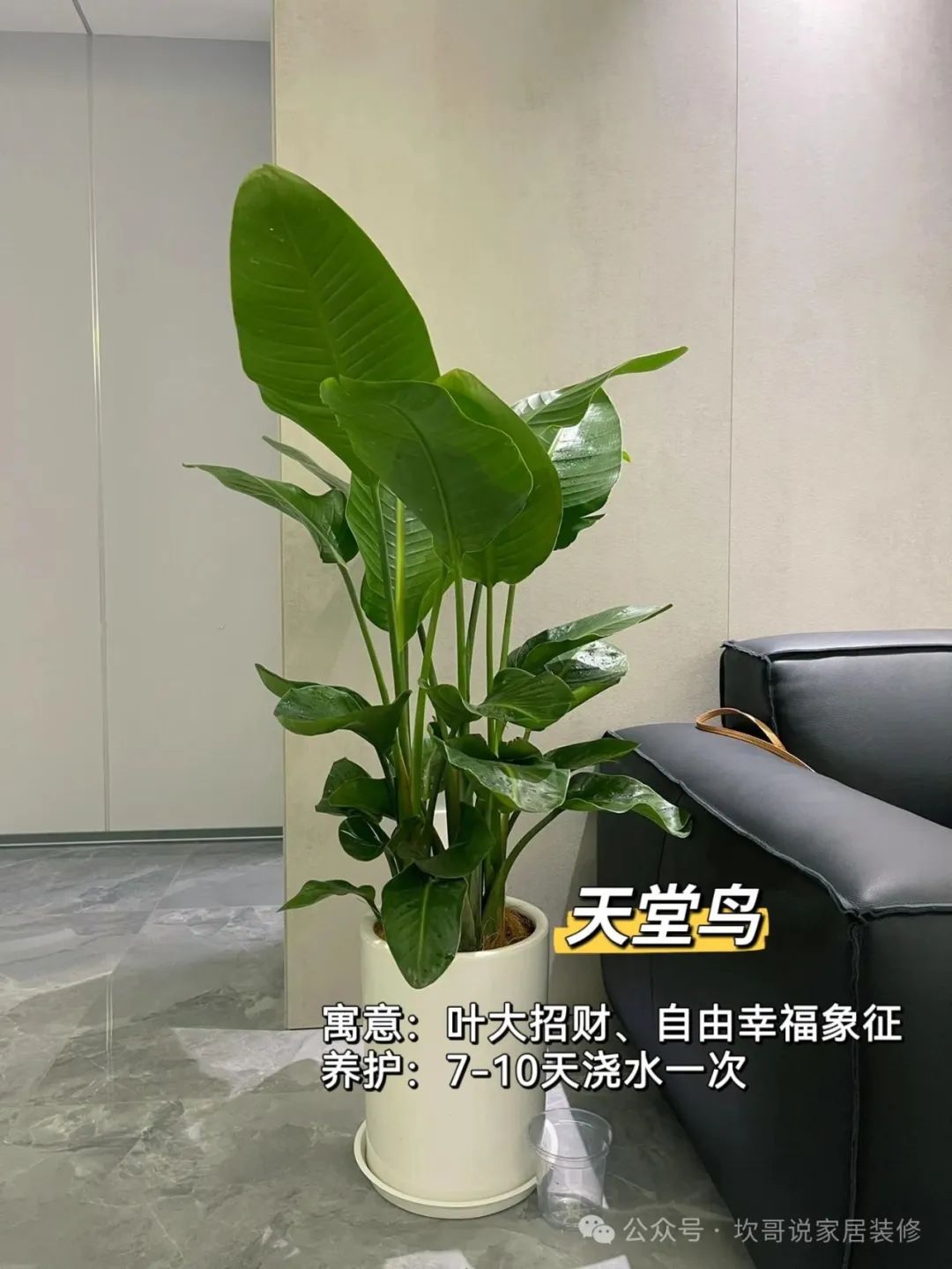 懶人養植物_最適合懶人養的綠植_養綠植適合懶人養嗎