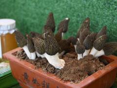 千元一斤的羊肚菌，怎么種出好的羊肚菌？人工種植技術(shù)教給你
