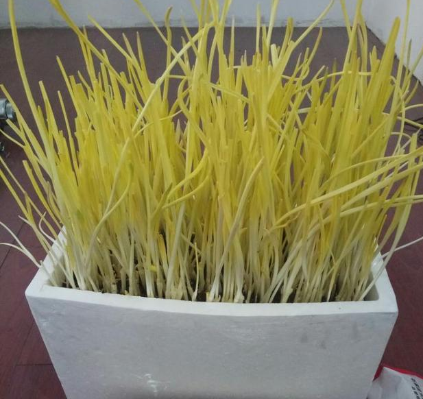 蒜黃種植技術(shù)視頻教程_如何種植蒜黃_蒜黃的種植方法