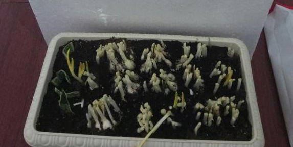 蒜黃的種植方法_蒜黃種植技術(shù)視頻教程_如何種植蒜黃