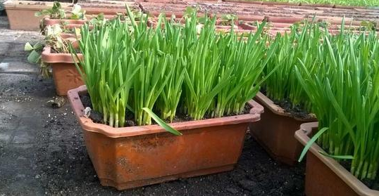蒜黃的種植方法_蒜黃種植技術(shù)視頻教程_如何種植蒜黃