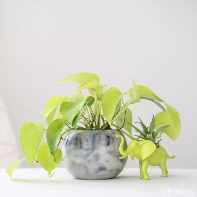 凈化室內空氣的綠植_室內綠植凈化空氣_凈化室內空氣綠植圖片