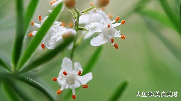 天冬藥材多少錢一斤_天冬藥材圖鑒別_泡藥材酒用什么藥材