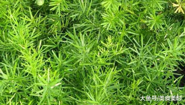 天冬藥材圖鑒別_泡藥材酒用什么藥材_天冬藥材多少錢一斤