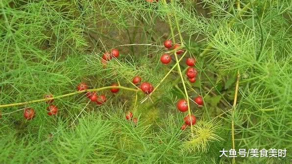 泡藥材酒用什么藥材_天冬藥材圖鑒別_天冬藥材多少錢一斤
