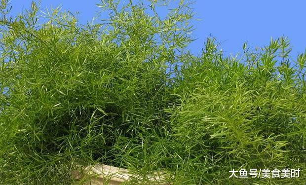 泡藥材酒用什么藥材_天冬藥材圖鑒別_天冬藥材多少錢一斤