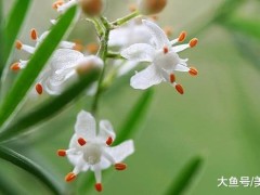 農村這種人稱“天門冬”的藥材, 1斤可以賣到幾十元, 你有見過沒