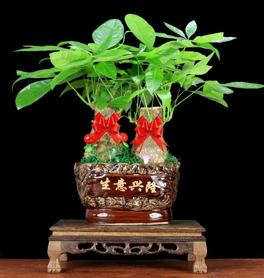 常見室內綠植有哪些種類_常見室內綠植有什么_常見的室內綠植有哪些