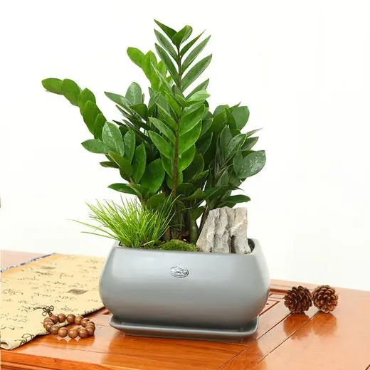 常見室內綠植有哪些種類_常見室內綠植有什么_常見的室內綠植有哪些