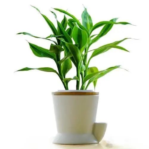 常見室內綠植有什么_常見的室內綠植有哪些_常見室內綠植有哪些種類