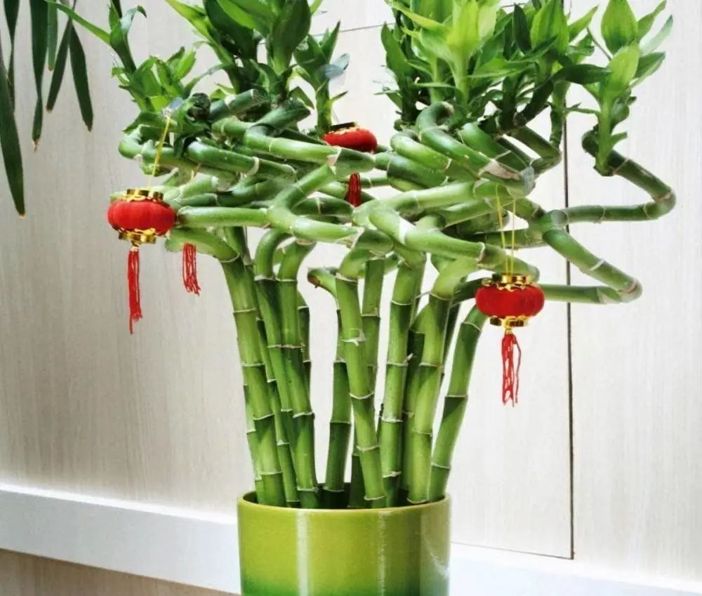 常見室內綠植有什么_常見室內綠植有哪些種類_常見的室內綠植有哪些