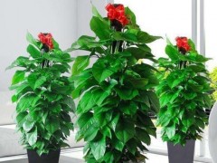 6種大葉子植物，適合客廳養(yǎng)，美觀又大方
