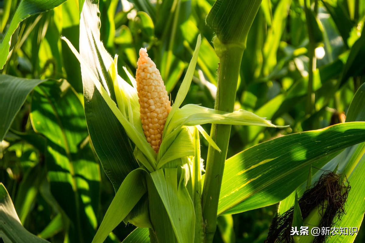 油菜種植方法和注意事項_油菜種植的方法與時間_油菜種植時間和方法
