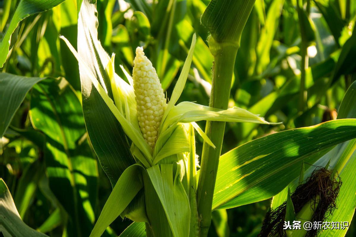 油菜種植時間和方法_油菜種植的方法與時間_油菜種植方法和注意事項
