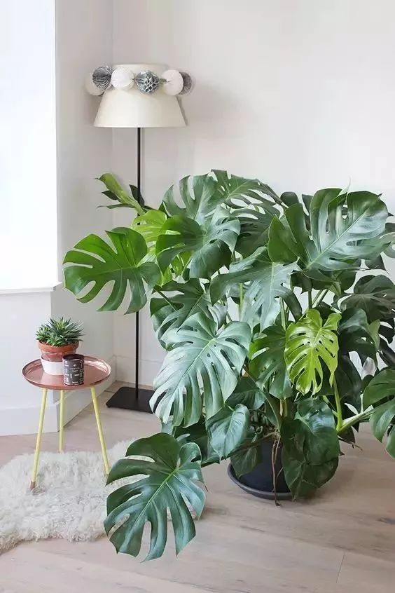 家里適合養的綠植_養綠植適合家里養嗎_家里綠植應該養什么樹