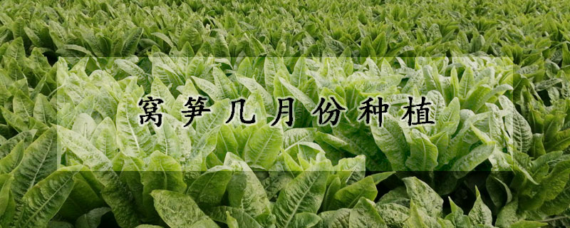 萵筍種植時間和方法_家庭種植萵筍方法如下_如何種植萵筍長勢好