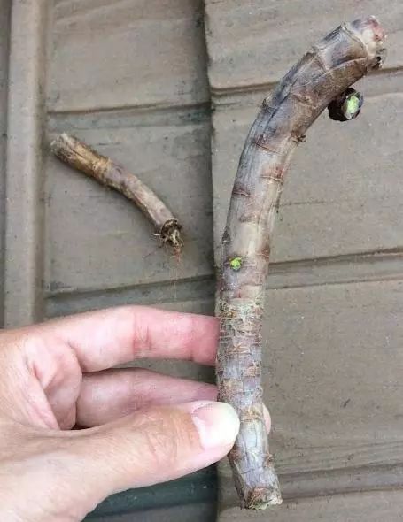 多肉植物白蟲子_多肉花有白色的蟲子怎么辦_多肉植物白色蟲卵