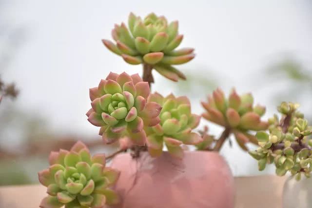 多肉植物白蟲子_多肉植物白色蟲卵_多肉花有白色的蟲子怎么辦