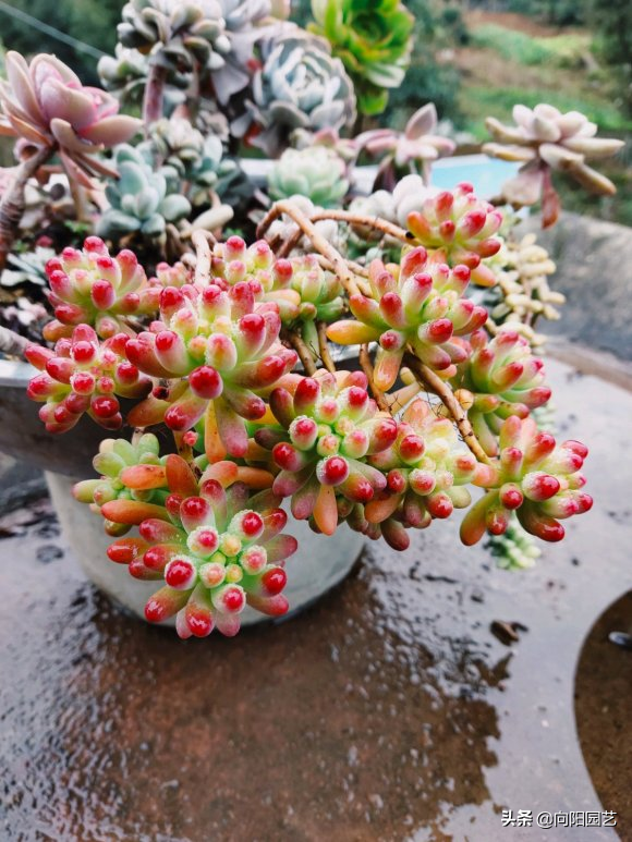 花型多肉_多肉花植物樣品_多肉花樣子介紹