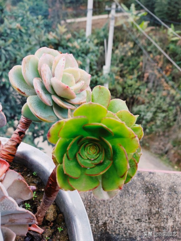 多肉花植物樣品_多肉花樣子介紹_花型多肉