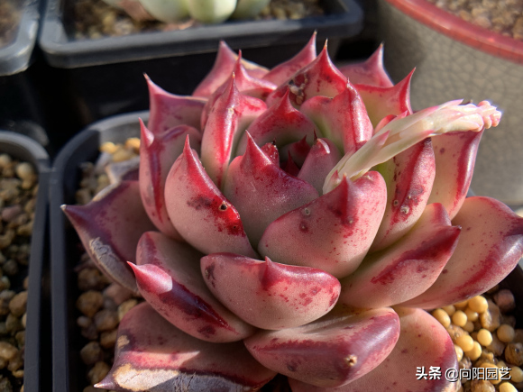 多肉花樣子介紹_花型多肉_多肉花植物樣品
