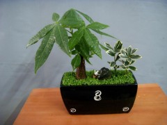 氧樂果農藥 發財樹長膩蟲了怎么辦，葉片有斑點是什么病菌？