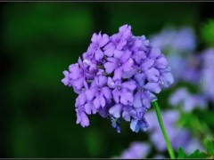 青菜種植(青菜的種植方法和時(shí)間)