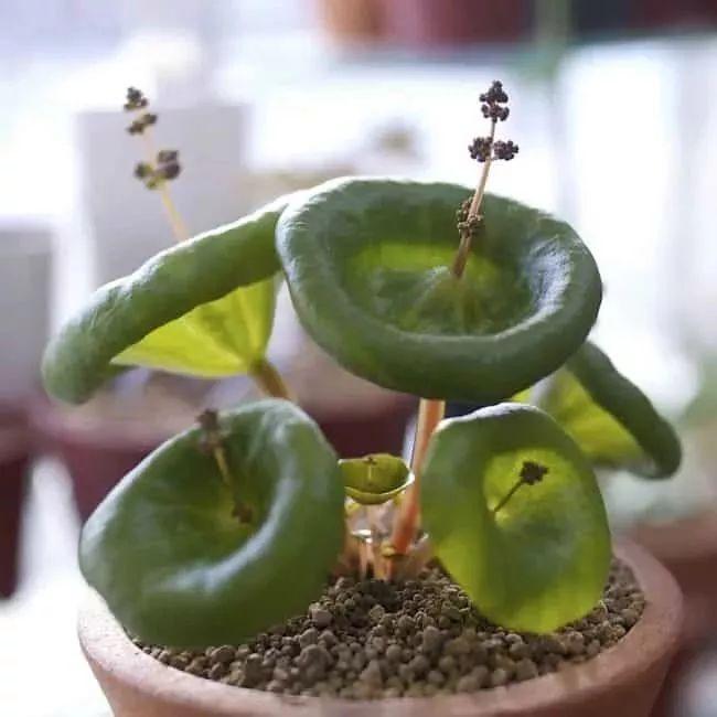 植物盆栽多肉_盆栽植物多肉植物_盆栽植物多肉怎么養(yǎng)